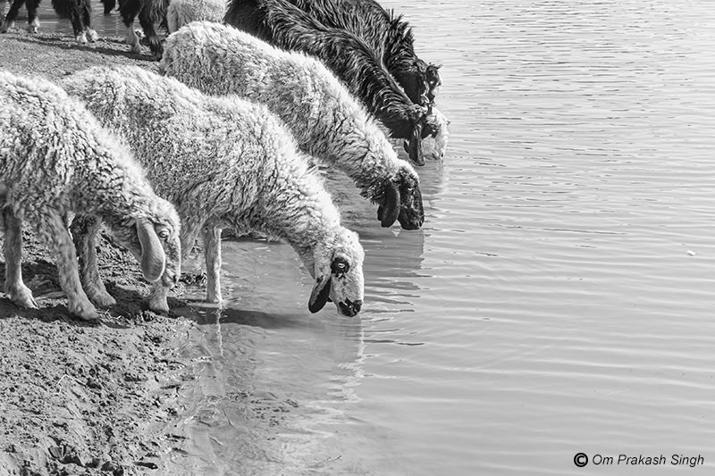 A herd of sheep drinking water at the shore of Viprasar in Netsi village, Thar Desert, Jaisalmer, Rajasthan, India